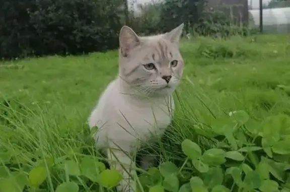 Кошки потеряшки, Нижний Новгород, фото: Потеряшка кошка, Район Приокский (г Нижний Новгород), д. 254, Нижний Новгород — серо-белая, ушла вчера вечером