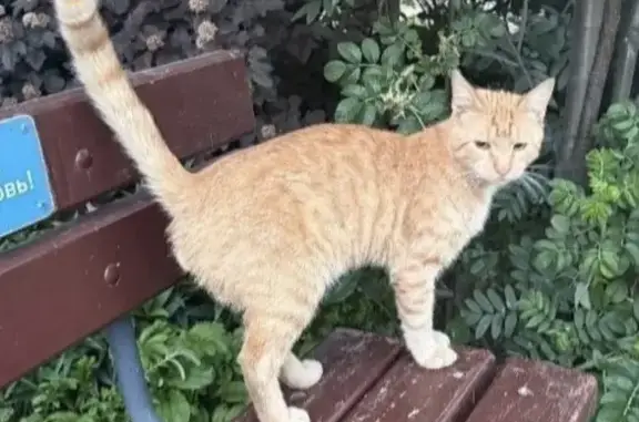 Найдена кошка, Мурино, фото: Найдена кошка, Мурино, Воронцовский — идет на руки, домашняя