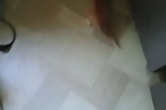 Найдена кошка, Новопятницкое, фото: Найдена кошка, Деревня Новопятницкое, Новопятницкое — рыжий с белым котенок 1–1,5 месяца