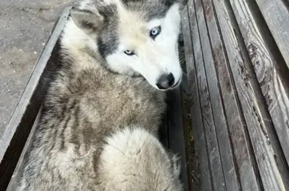 Найденные животные Павловский Посад, фото: Найдена собака, Павловский Посад — хаски-девочка с голубыми глазами, откликается на кличку Люся