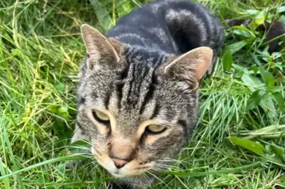 Найдена кошка, Ставрополь, фото: Найдена кошка, Васильковая, Ставрополь — кастрированная, ласковая, окрас табби