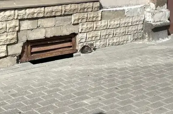 Найденные животные Санкт-Петербург, фото: Найдена кошка, Санкт-Петербург, Большая Пороховская — маленький котенок с больными глазками