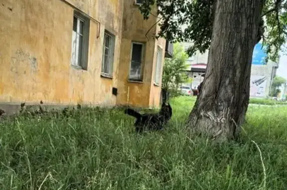 Найденные животные Копейск, фото: Найдена собака, Копейск, Славы, Копейск — чёрная с белыми отметинами, коротколапая