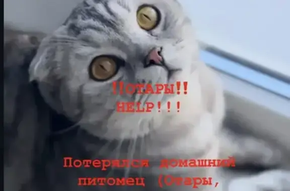 Пропала кошка, Казань, Набережная (Отары), д. 1 — серый окрас, пугливая - photo