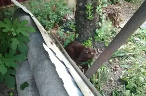 Найдена кошка, Краснодар, фото: Найдена кошка, Краснодар — чёрная вислоухая, прибилась в частном секторе