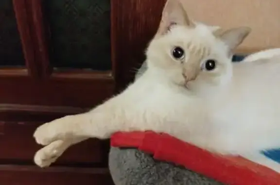 Пропала кошка, Рославль, 15, д. 21, Рославль — кошка породы ред поинт - photo