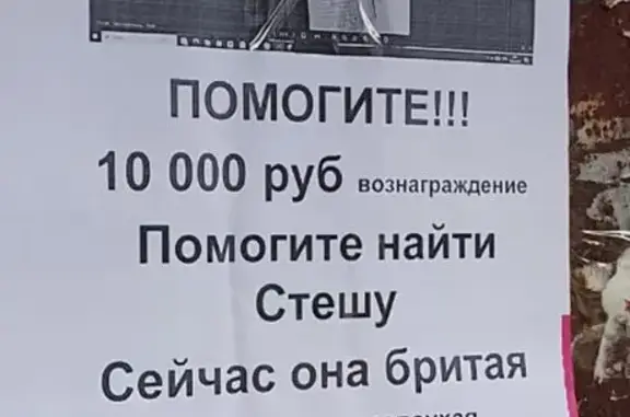 Пропала кошка, Район Орджоникидзевский (г Уфа), Кольцевая, д. 50, Уфа — бритая, вислоухая - photo