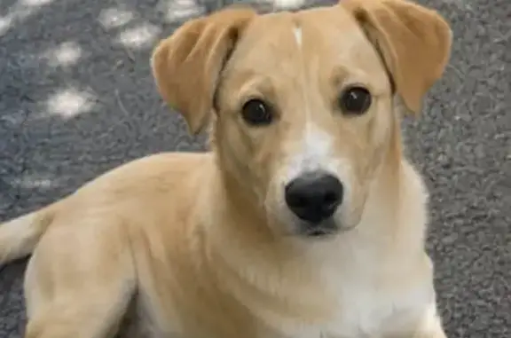 Потерянные животные Ростов-на-Дону, фото: Пропала собака, Павлодарская, Ростов-на-Дону — беспородный, игривый, дружелюбный