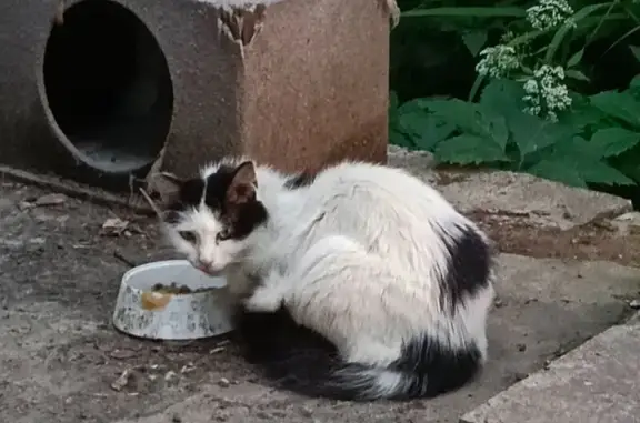 Найдена кошка, Нижний Новгород, фото: Найдена кошка, Район Приокский (г Нижний Новгород), Анкудиновское, д. 32, Нижний Новгород — две пугливые кошечки