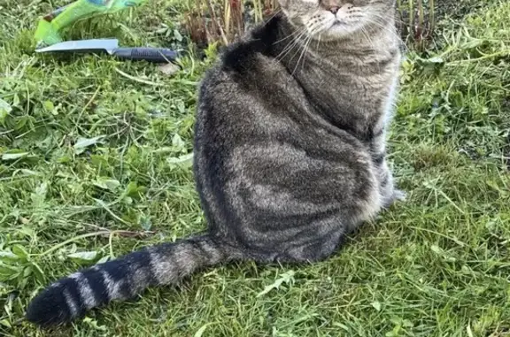 Пропала кошка, Территория снт Киржач, Киржач — крупная, 9 лет, домашняя - photo