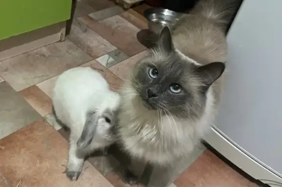 Пропала кошка, Костомукша, Ленина, д. 11, Костомукша — очень пугливая, могла прыгнуть с 5 этажа - photo