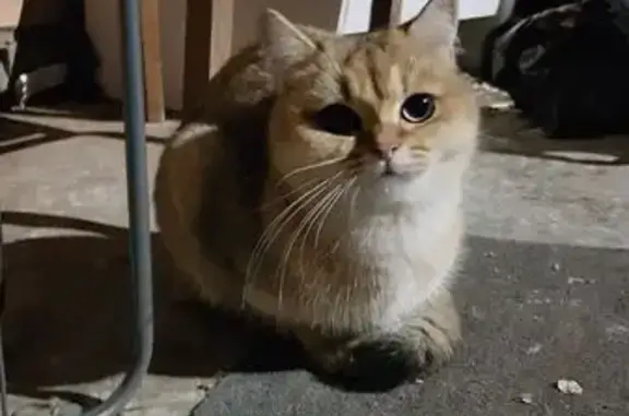 Найдена кошка, Самара, фото: Найдена кошка, Самара, Заводское, д. 57, Самара — домашняя, ласковая, молодая