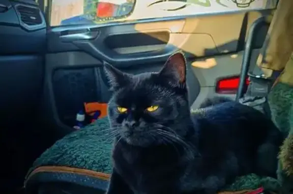 Пропала кошка, Абакан, Аскизская, д. 105А 1, Абакан — котик по кличке Финик - photo