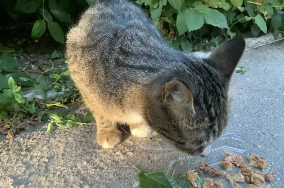 Найдена кошка, Рязань, фото: Найдена кошка, Рязань, Профессора Никулина, д. 34 — полосатая с пятнистой спинкой