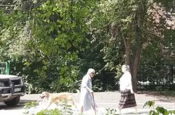 Найдена собака, Новосибирск, фото: Найдена собака, Район Центральный (г Новосибирск), Крылова, д. 3, Новосибирск — рыжий пёс в ошейнике