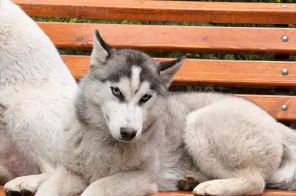 Пропала собака, Поселок Западная Лица, Песочный — сбежала около 5 утра - photo