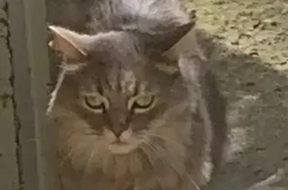 Найдена кошка, Верхняя Пышма, фото: Найдена кошка, Верхняя Пышма, Уральских рабочих, д. 13, Верхняя Пышма — крупная