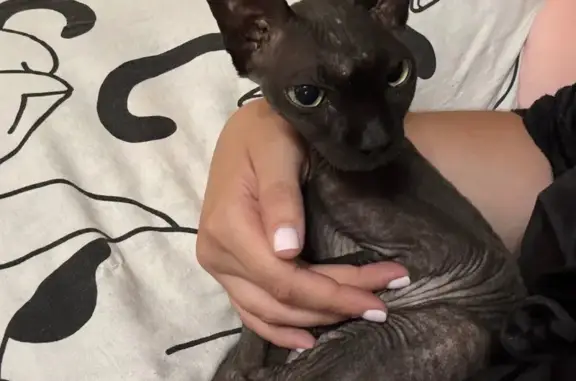 Найдена кошка, Краснодар, фото: Найдена кошка, Краснодар — тёмненькая, маленькая и худенькая