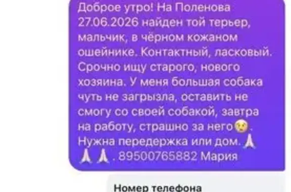 Найдена собака, Иркутск, фото: Найдена собака, Район Куйбышевский (г Иркутск), 3-я Красноказачья, д. 3, Иркутск — тойчик