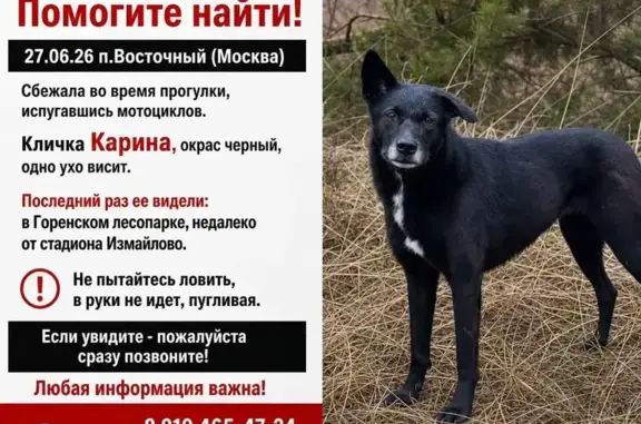 Пропала собака, Район Восточный (г Москва), Западная, д. 154, Москва — чёрная, до колена, пугливая - photo