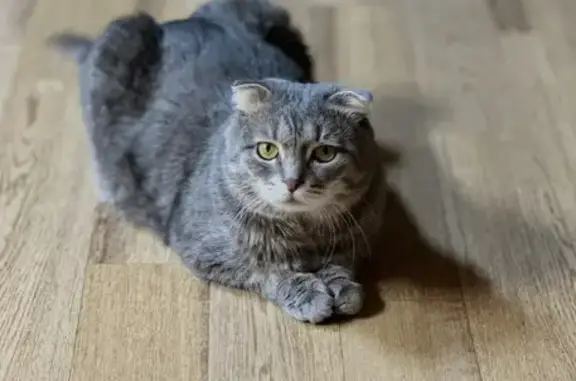 Кошки потеряшки, Ручей, фото: Потеряшка кошка, Деревня Ручей, Полевая, д. 6, Ручей — пушистая, на коротких лапах