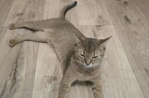 Найдена кошка, Анапа, фото: Найдена кошка, Анапа, Маяковского, д. 99