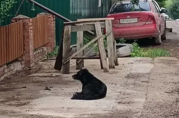 Найдена собака, Красноярск, фото: Найдена собака, Красноярск — чёрный окрас, с белым подбородком