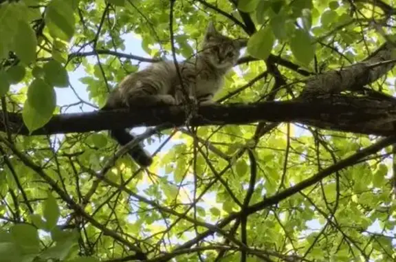 Найдена кошка, Ишим, фото: Найдена кошка, Ишим, ул. Республики, д. 89 — котёнок, рыже-полосатый окрас, напугана