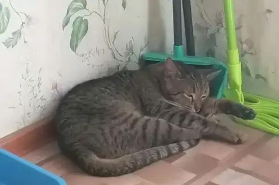 Пропала кошка, Йошкар-Ола, Первомайская, д. 128 — короткошёрстная, очень пугливая - photo