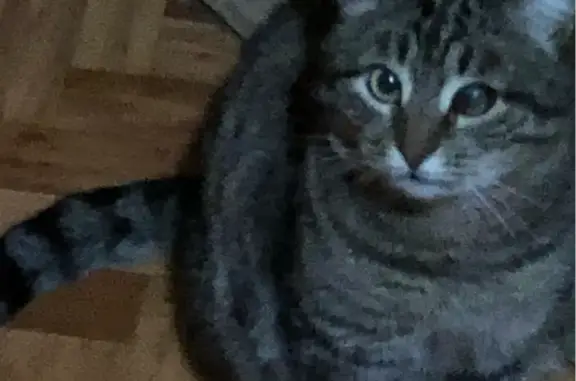 Пропала кошка, Одинцово, Белинского, Одинцово — 7 лет, кличка Вальдемар, возможно травмирована - photo