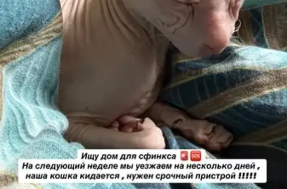 Найденные животные Волгоград, фото: Найдена кошка, Район Тракторозаводский (г Волгоград), им. Салтыкова-Щедрина, д. 6, Волгоград — взрослая, не стерилизована, домашняя