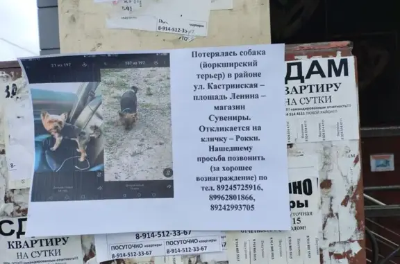 Пропала собака, Чита, Богомягкова, д. 4 — йошкарский терьер, рыжая голова и лапки - photo