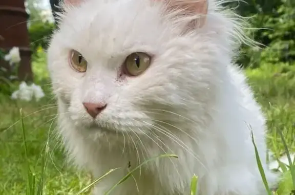 Найдена кошка, Юматовский сельсовет, фото: Найдена кошка, Деревня Юматово, Юматово — белая кошка