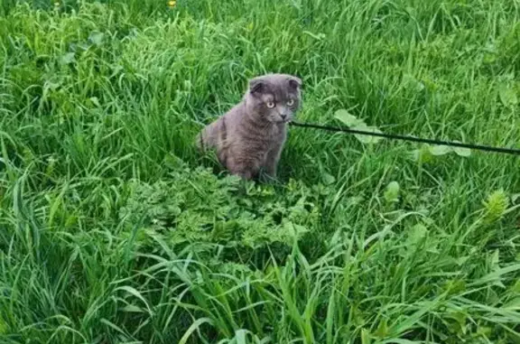 Кошки потеряшки, Коломна, фото: Потеряшка кошка, Коломна, Леваневского, д. 4 — вислоухая, серого окраса, кастрированная