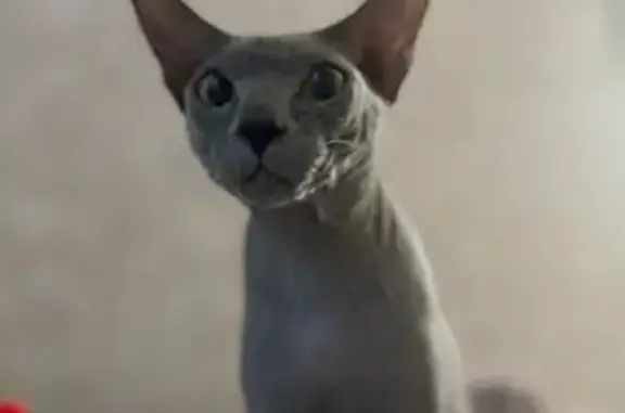 Пропала кошка, Жуковка, Весенний, д. 4 — кот сфинкс, выпал из окна балкона - photo