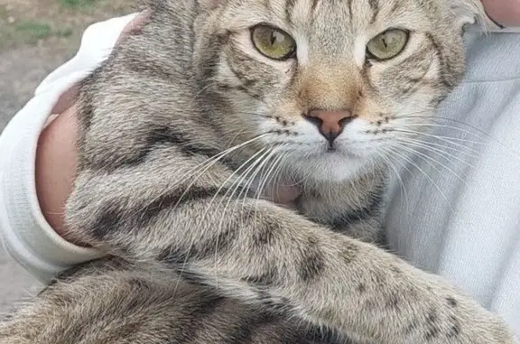 Пропала кошка, Кемерово, Ленинградский, д. 30В — вылезла через окно 1-го этажа - photo