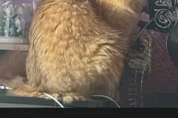 Пропала кошка, Ириклинский, Олимпийская, Гай — рыжий кот, пугливый, 1 год - photo