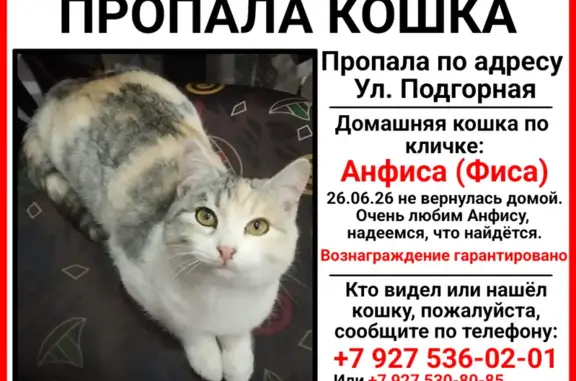 Кошки потеряшки, Волгоград, фото: Потеряшка кошка, Район Красноармейский (г Волгоград), Подгорная, д. 9, Волгоград — не доверяет чужим людям