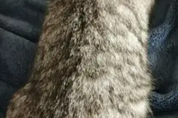 Пропала кошка, Искитим, Северный, д. 3, Искитим — розовый ошейник от блох - photo