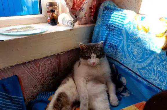 Пропала кошка, Уфа, Рихарда Зорге, д. 6 — серый кот - photo