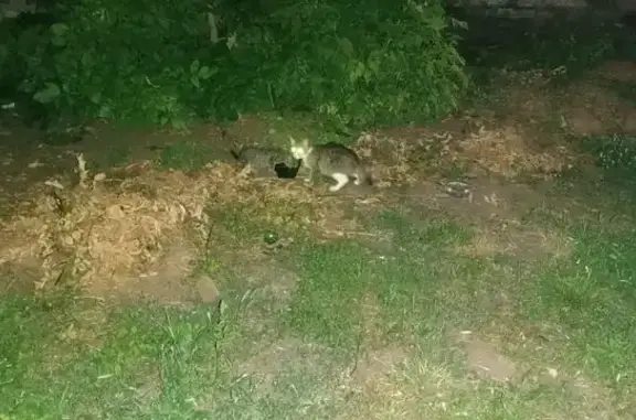 Найдена кошка, Ростов-на-Дону, фото: Найдена кошка, Ростов-на-Дону, Киргизская, д. 18/92 — длинношерстная, с котёнком у дороги