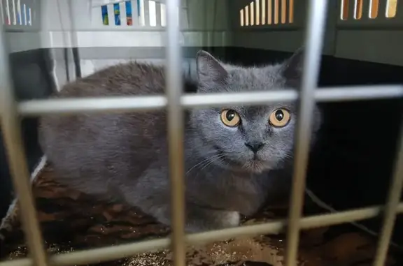 Объявления о пропавших и найденных животных, Красноярск, фото: Найдена кошка, Красноярск, Юности, д. ДК 1 Мая — метис британки, идёт на руки