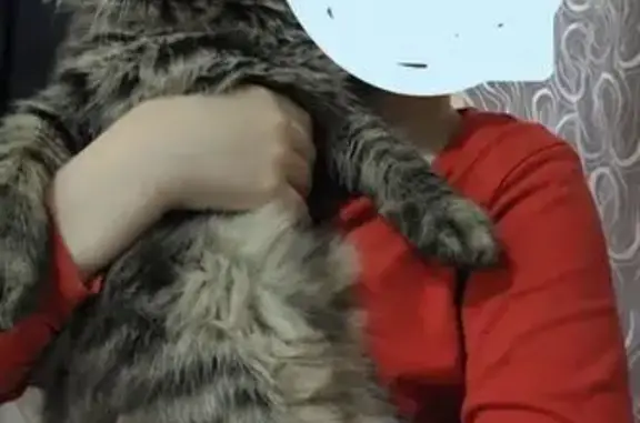 Пропала кошка, Ульяновск, Казанская — пушистый котик Симба, 9 месяцев - photo