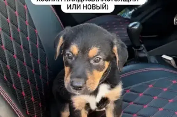 Найдена собака, Пенза, фото: Найдена собака, Пенза — девочка с ошейником