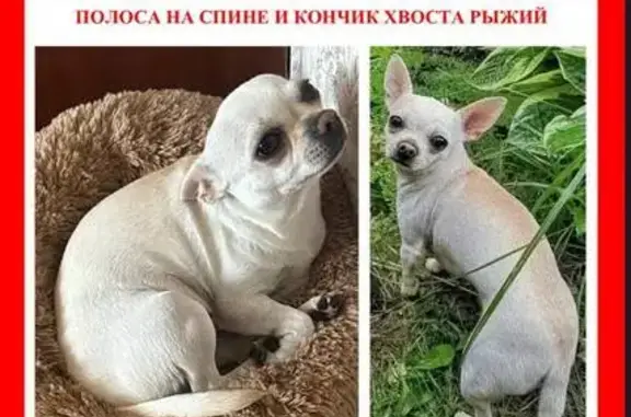 Пропала собака, СНТ Русь, участок 408, Пески — белая, не контактная, бежевый кончик хвоста - photo