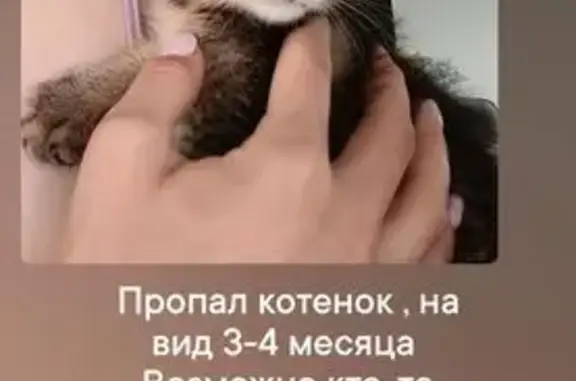 Пропала кошка, Кольчугино, Березовая, Кольчугино — коричневый окрас с тёмными полосками, белый ротик, голубые глазки - photo