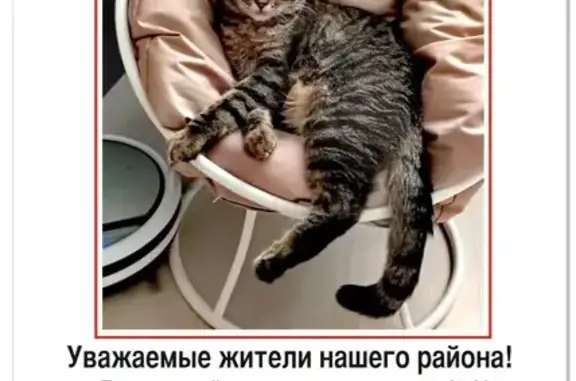 Пропала кошка, Черноисточинское, Нижний Тагил - photo