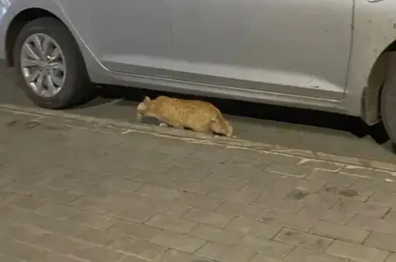 Найденные животные Уфа, фото: Найдена кошка, улица Чернышевского 71/1, Уфа - рыжая, боится подходить к людям