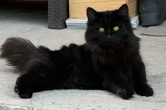 Объявления о пропавших и найденных животных, Зеленодольск, фото: Найдена кошка, Октябрьская улица, Зеленодольск - черная, отсутствует часть хвоста
