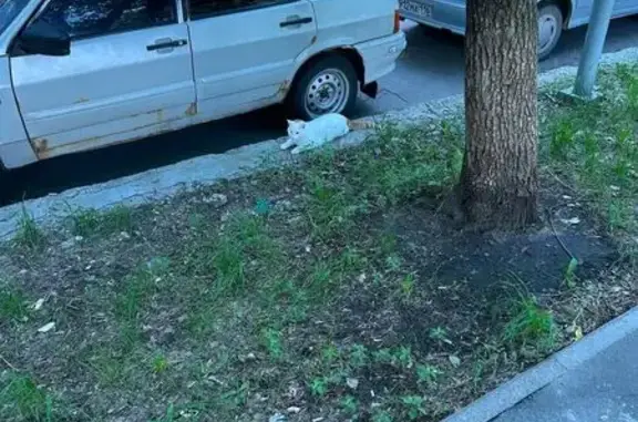 Найдена кошка, Казань, фото: Найдена кошка, Район Московский (г Казань), Восстания, д. 49, Казань — белая, очень трусливая
